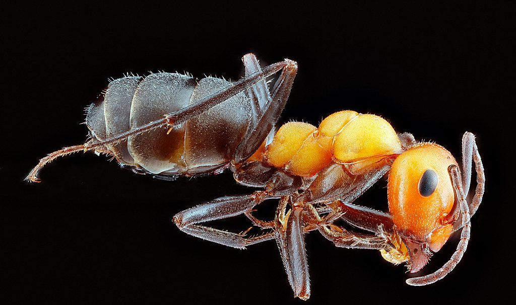 Ant Control service in Milwaukee, WI