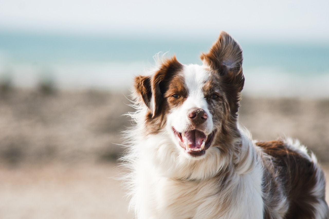 Flea & Tick Control service in Milwaukee, WI