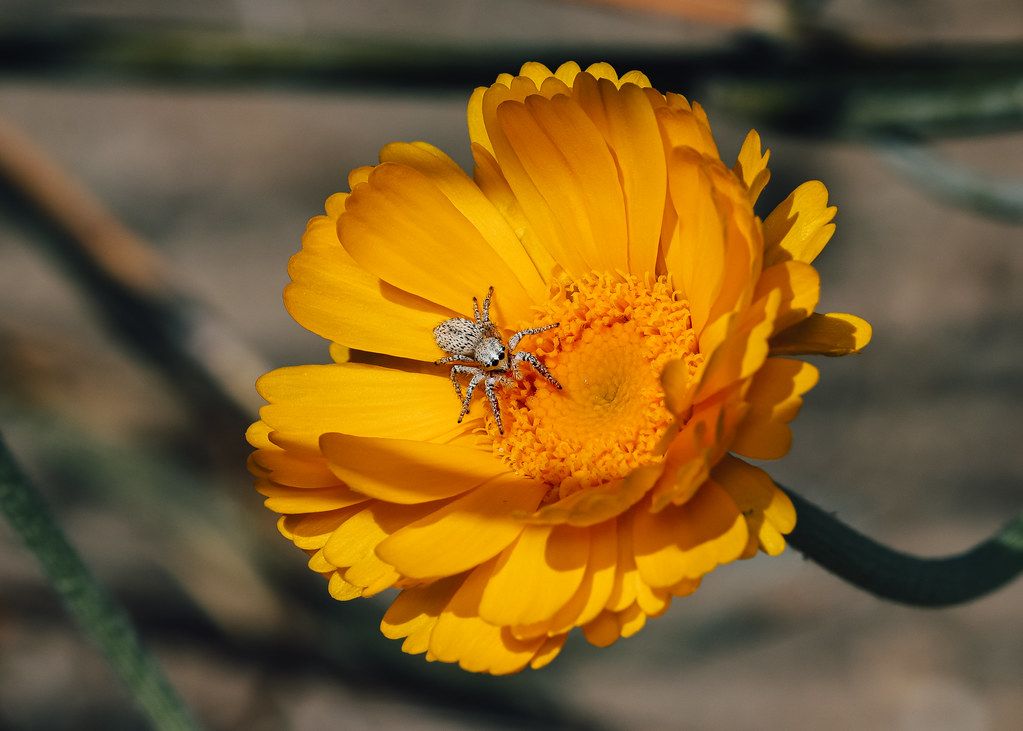 Spider Control service in Milwaukee, WI